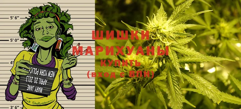 Канабис OG Kush  Зеленогорск 